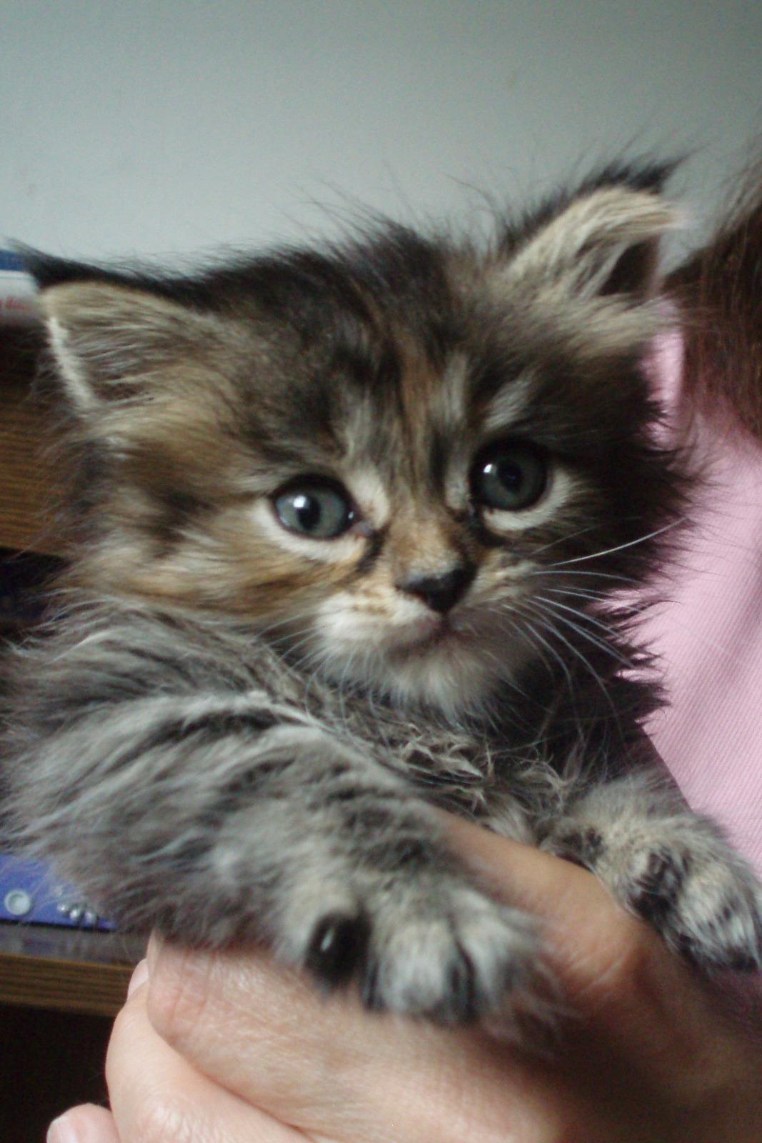 Фото В снегу и за рулем: в Новосибирске опубликовано свыше 50 фото милых питомцев к Дню кошек 43 - Сиб.ФМ Фото В снегу и за рулем: в Новосибирске опубликовано свыше 50 фото милых питомцев к Дню кошек 43